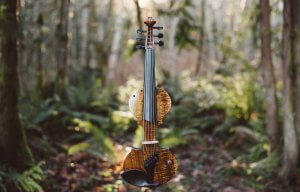 a violin in the woods